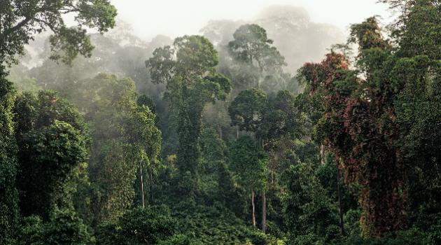 Nachhaltigkeit - Gesunder Wald 